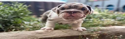 English Bulldog dogs for sale: Rare mini english bulldogs  - Advert 7