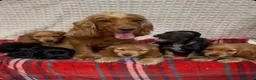 Cocker Spaniel dogs for sale: STUNNING COCKER SPANIEL PUPPIES  - Advert 13