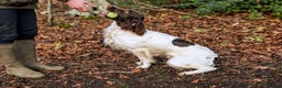 English Springer Spaniel dogs for sale: Kind, gentle and obedient KC registered Springer - Advert 13
