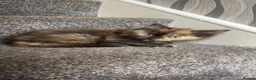 Ragdoll cats for sale: Tortie ragdoll x Norwegian forest kitten  - Advert 2