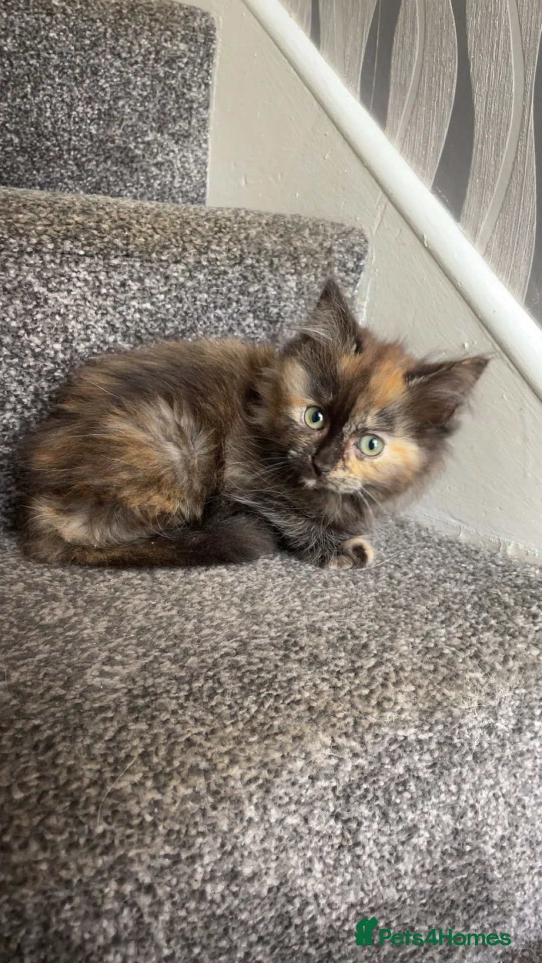Ragdoll cats for sale: Tortie ragdoll x Norwegian forest kitten  - Advert 2