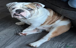 English Bulldog dogs for stud: British Bulldog Stud - First time available.  - Image 1