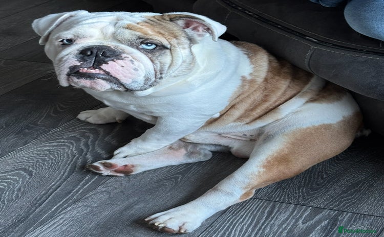 English Bulldog dogs - Advert 13