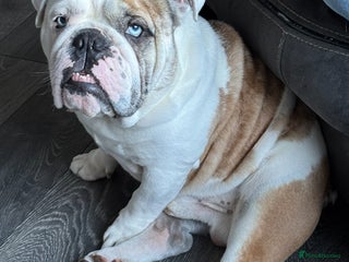 English Bulldog dogs - Advert 3