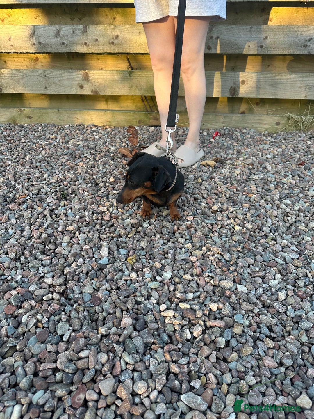 Miniature Dachshund dogs for sale: Miniature dachshund  - Image 16
