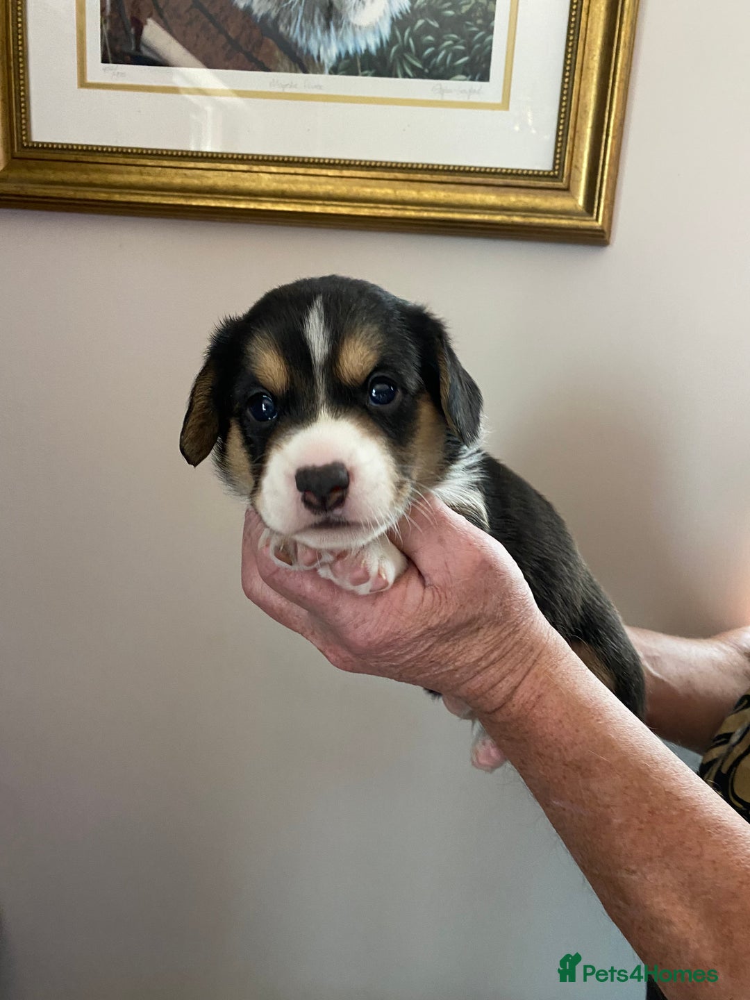 Welsh Corgi Cardigan dogs for sale: WELSH CARDIGAN CORGI BABIES - Advert 33