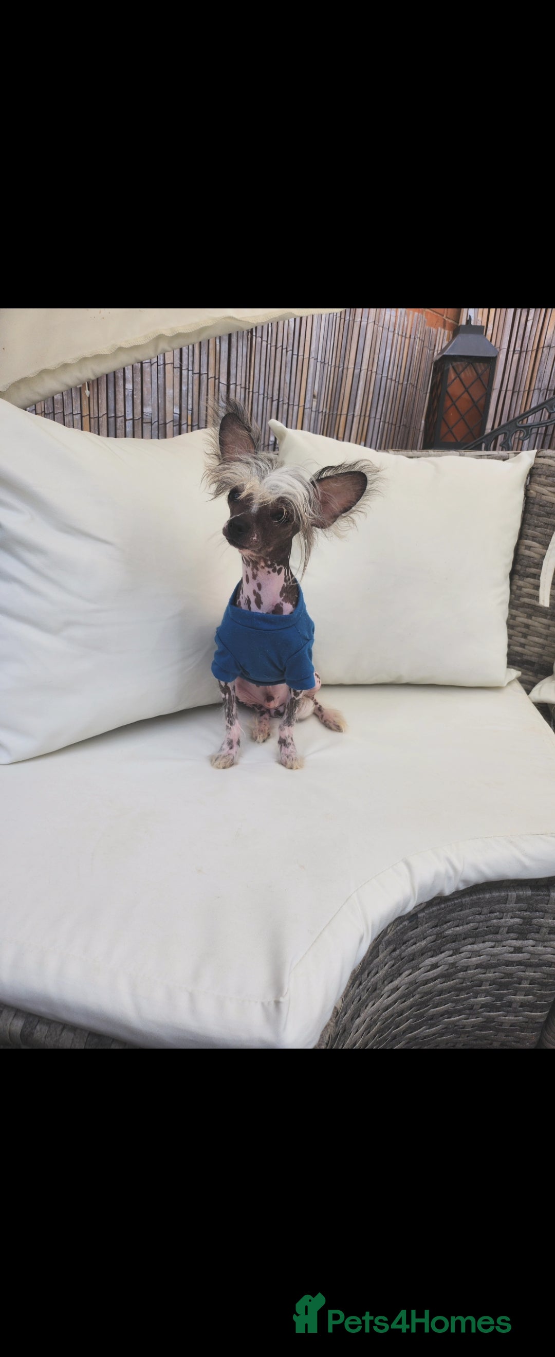 Mixed Breed dogs for sale: Tiny hairless Chinese crested/chihuahua pup  - Image 5