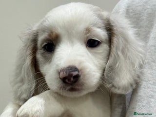 Miniature Dachshund dogs - Advert 2