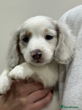 Miniature Dachshund dogs - Advert 3