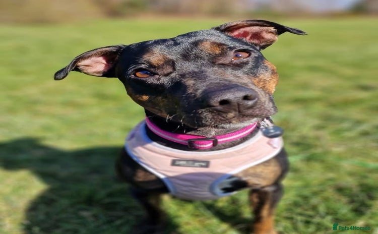 Mixed Breed dogs - Advert 1