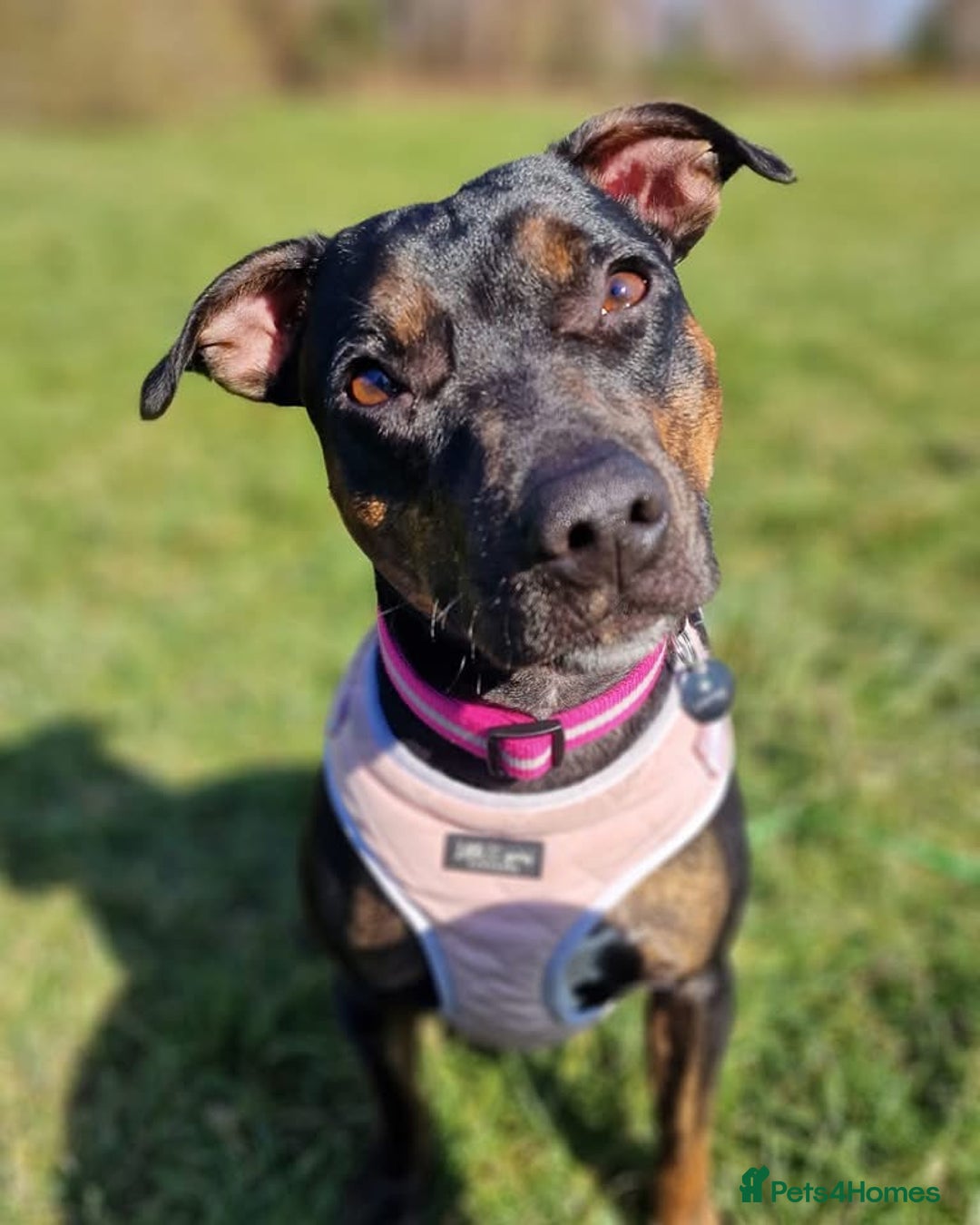 Mixed Breed dogs for sale: Callie- Staffy Mix  - Image 1