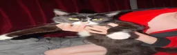 Mixed Breed cats for sale: 2 litters need new home in Liverpool - Advert 1