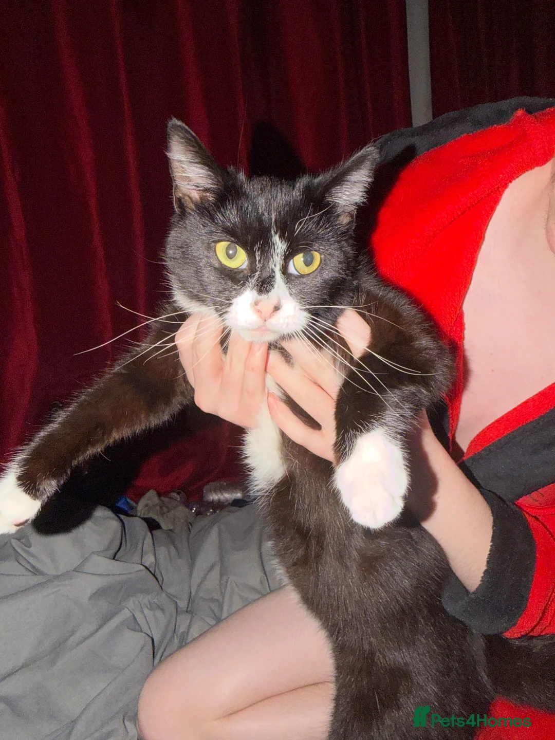 Mixed Breed cats for sale: 2 litters need new home in Liverpool - Advert 1