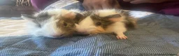 Guinea Pig rodents for sale: Long haired male guinea pig brothers  - Advert 12