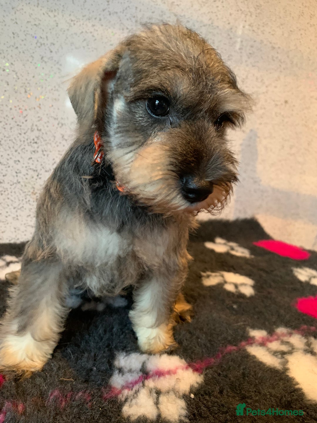 Miniature Schnauzer dogs for sale: Miniature schnauzer puppies  - Advert 9