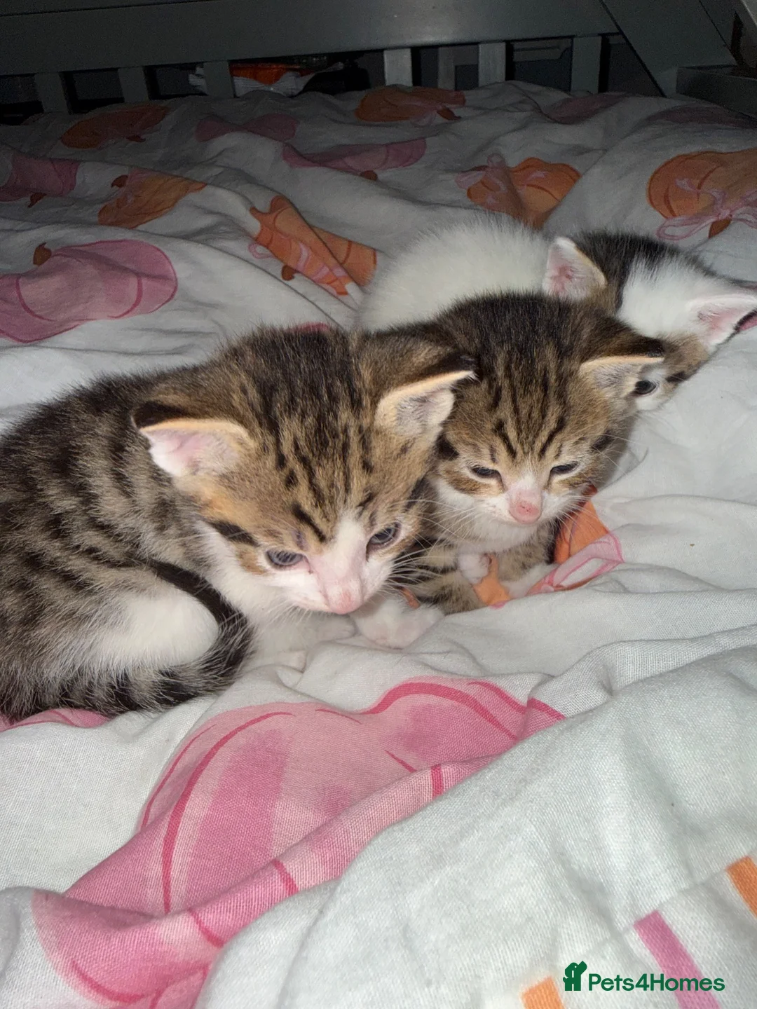 Mixed Breed cats for sale: Kittens for sale  - Advert 11