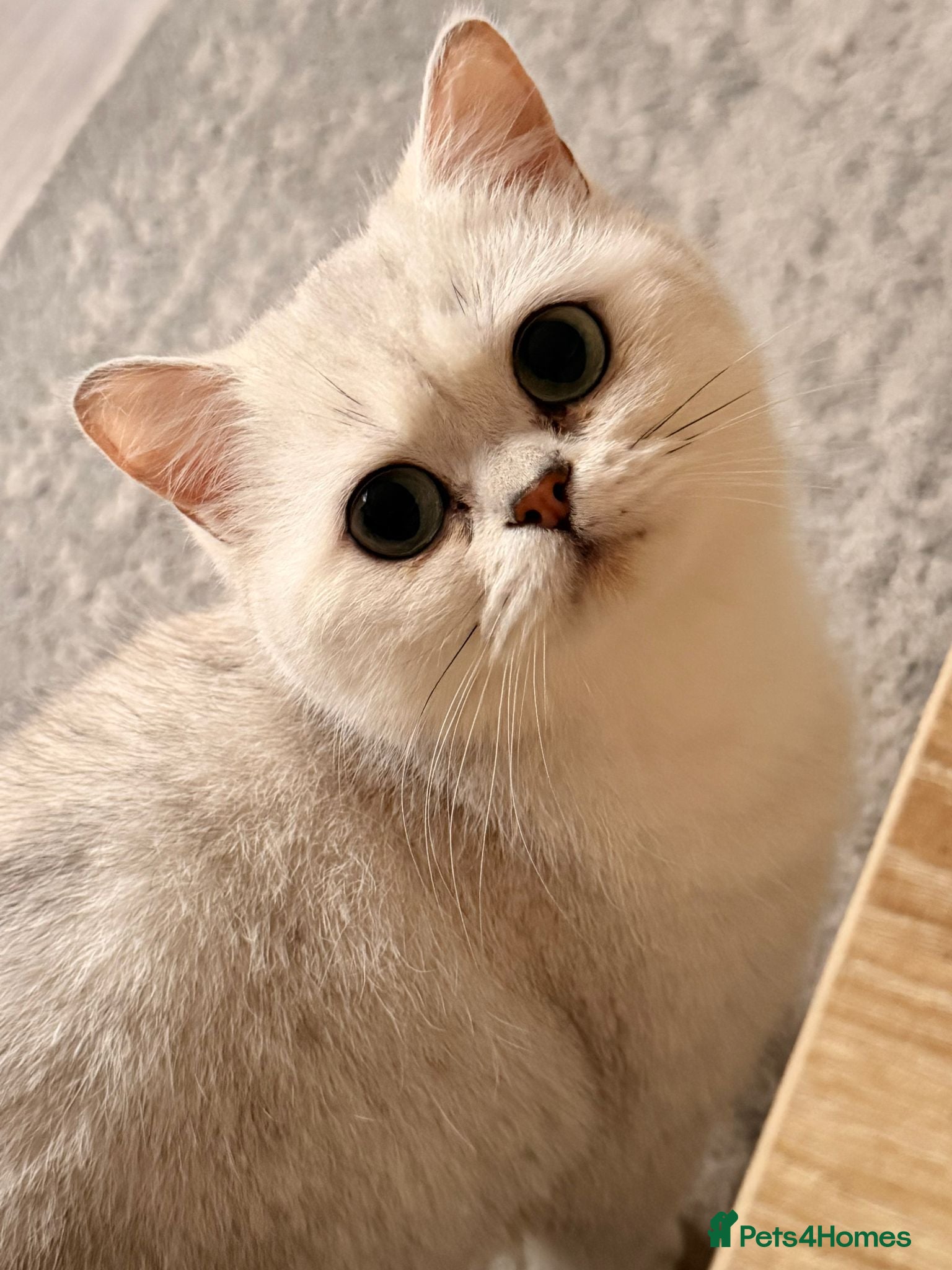 British Shorthair cats for sale: Beautiful British Shorthair Kittens for Sale 🐾 - Advert 10