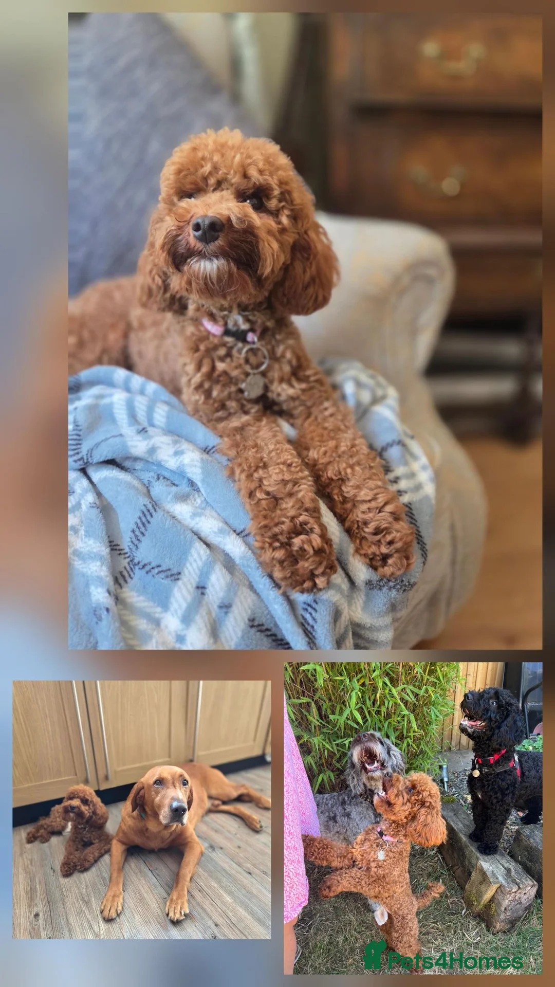Toy Poodle dogs for adoption: Pretty Pixie looking for her forever home  in Stroud - Advert 2