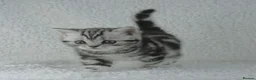 British Shorthair cats for sale: Stunning Classic Silver British shorthair kittens - Advert 6