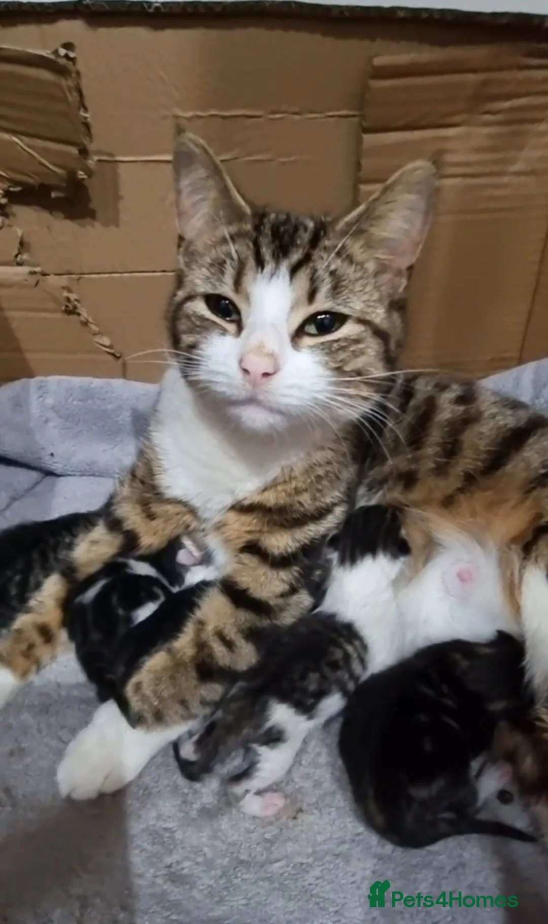 Mixed Breed cats for sale: Adorable kittens - Advert 8