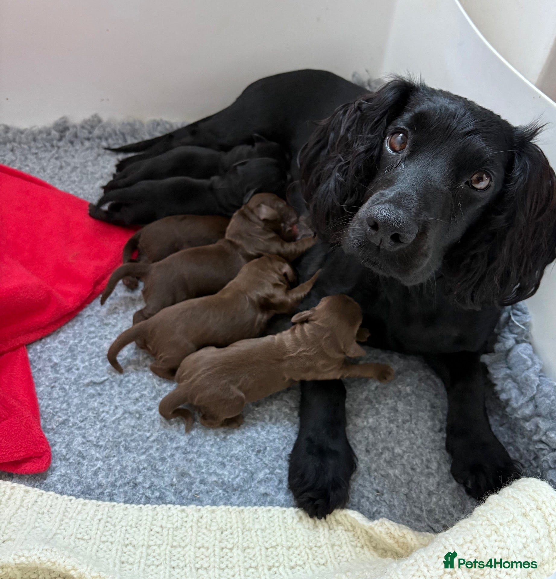 Cocker Spaniel dogs ❤️ A beautiful litter of tiny cocker spaniels ❤️  - Advert 14