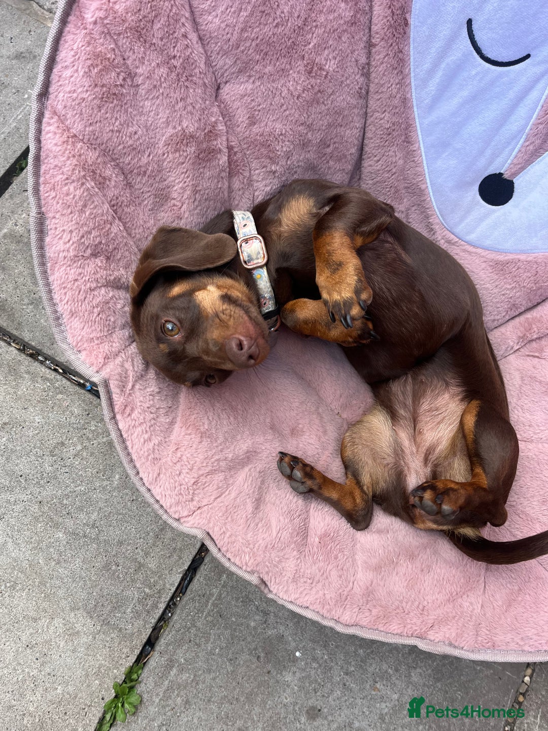 Miniature Dachshund dogs for sale: Miniature dachshund  - Advert 1