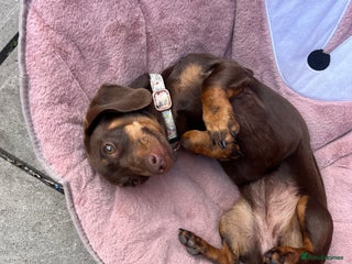 Miniature Dachshund dogs Miniature dachshund - Advert 4