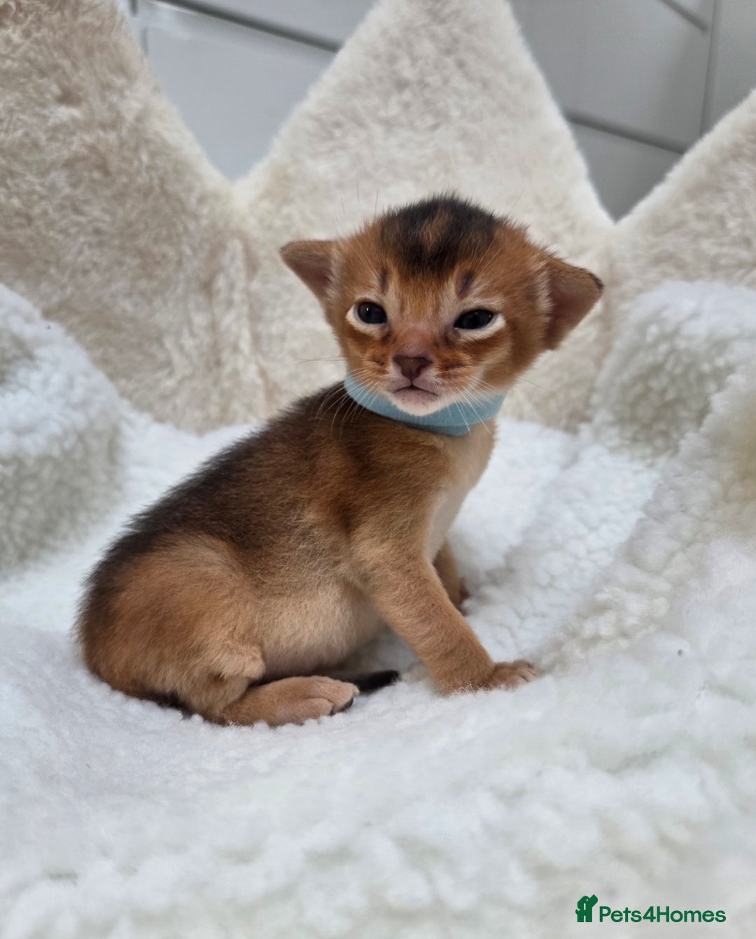 Abyssinian cats for sale: Gorgeous Tica  Abyssinian Kittens  - Advert 14