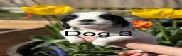 English Springer Spaniel dogs for sale: KC Registered springer spaniel puppies for sale  - Advert 12