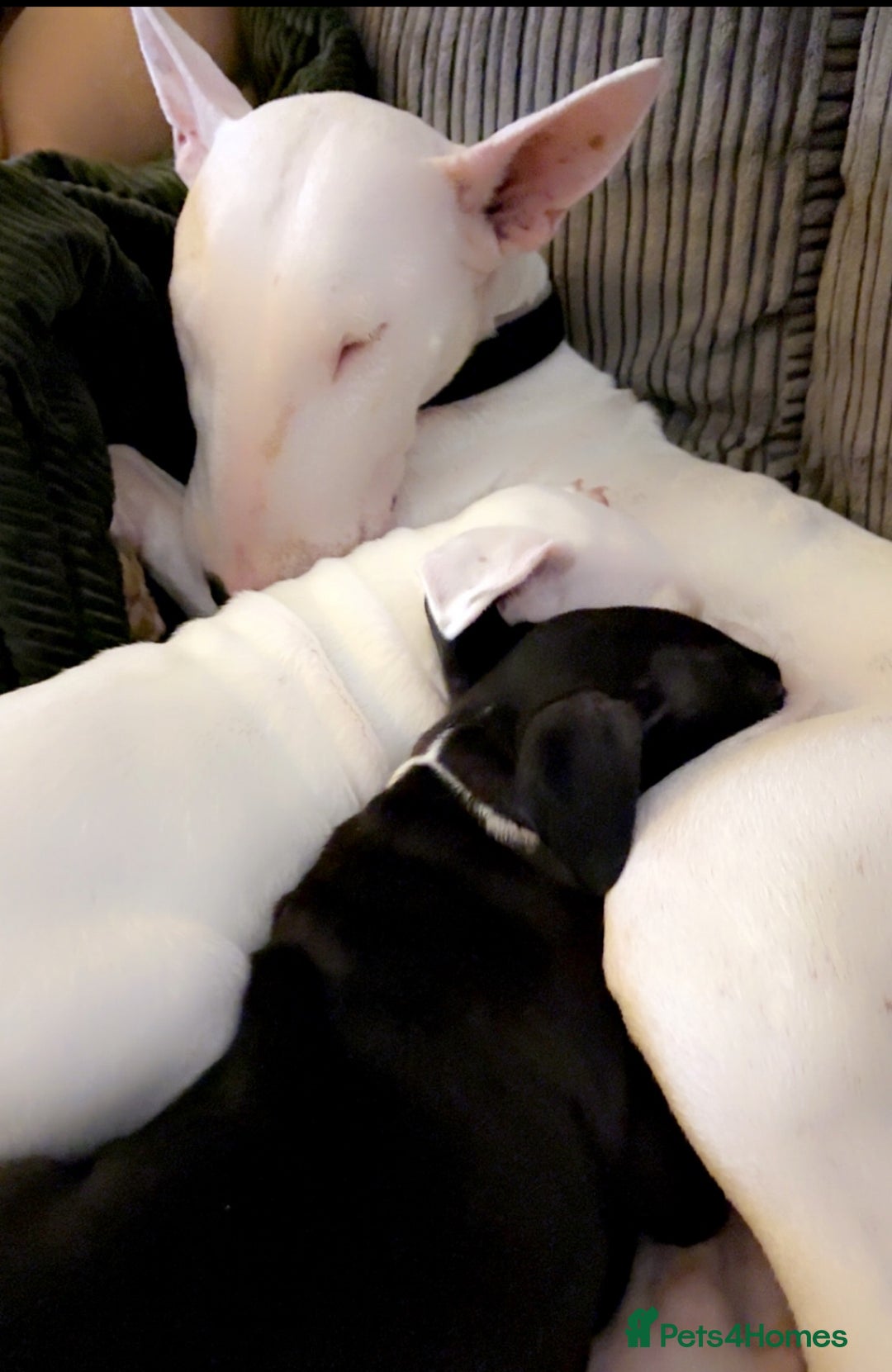 Mixed Breed dogs for sale: Black and white english bull terrier cross - Advert 10