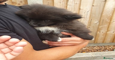 Pomeranian dogs - Advert 5