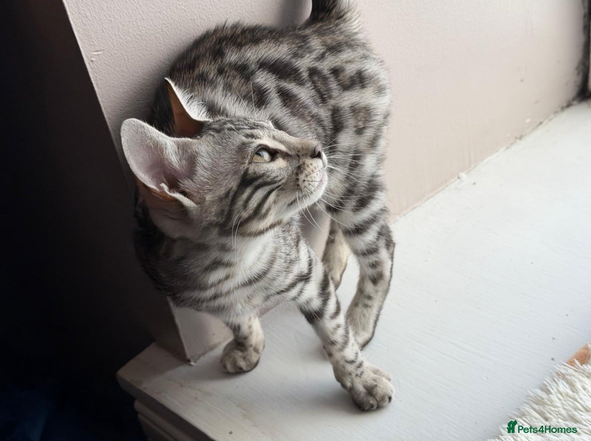 Bengal cats Stunning silver bengal girl  - Advert 1