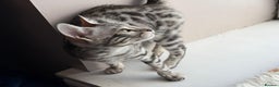 Bengal cats for sale: Stunning silver bengal girl  - Advert 1
