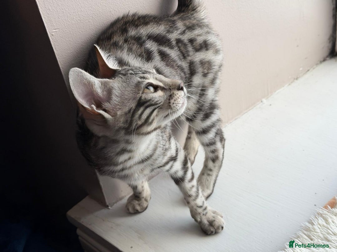 Bengal cats for sale: Stunning silver bengal girl  - Advert 1