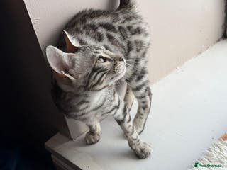 Bengal cats Stunning silver bengal girl - Advert 3