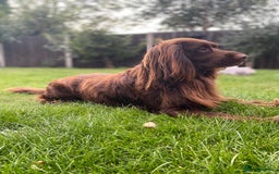 Cocker Spaniel dogs for stud: Sparkey, chocolate cocker spaniel  - Image 12