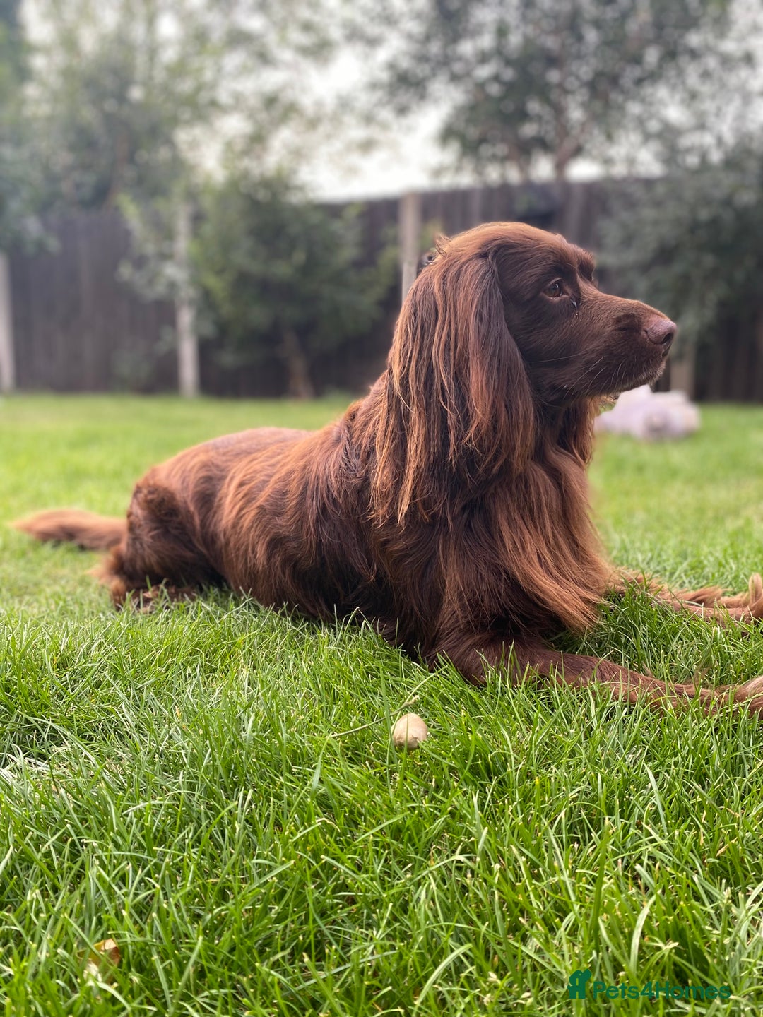 Cocker Spaniel dogs for stud: Sparkey, chocolate cocker spaniel  - Image 12
