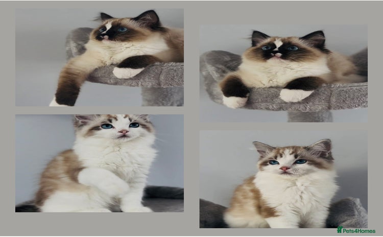 Ragdoll cats in Aylesbury - Advert 11