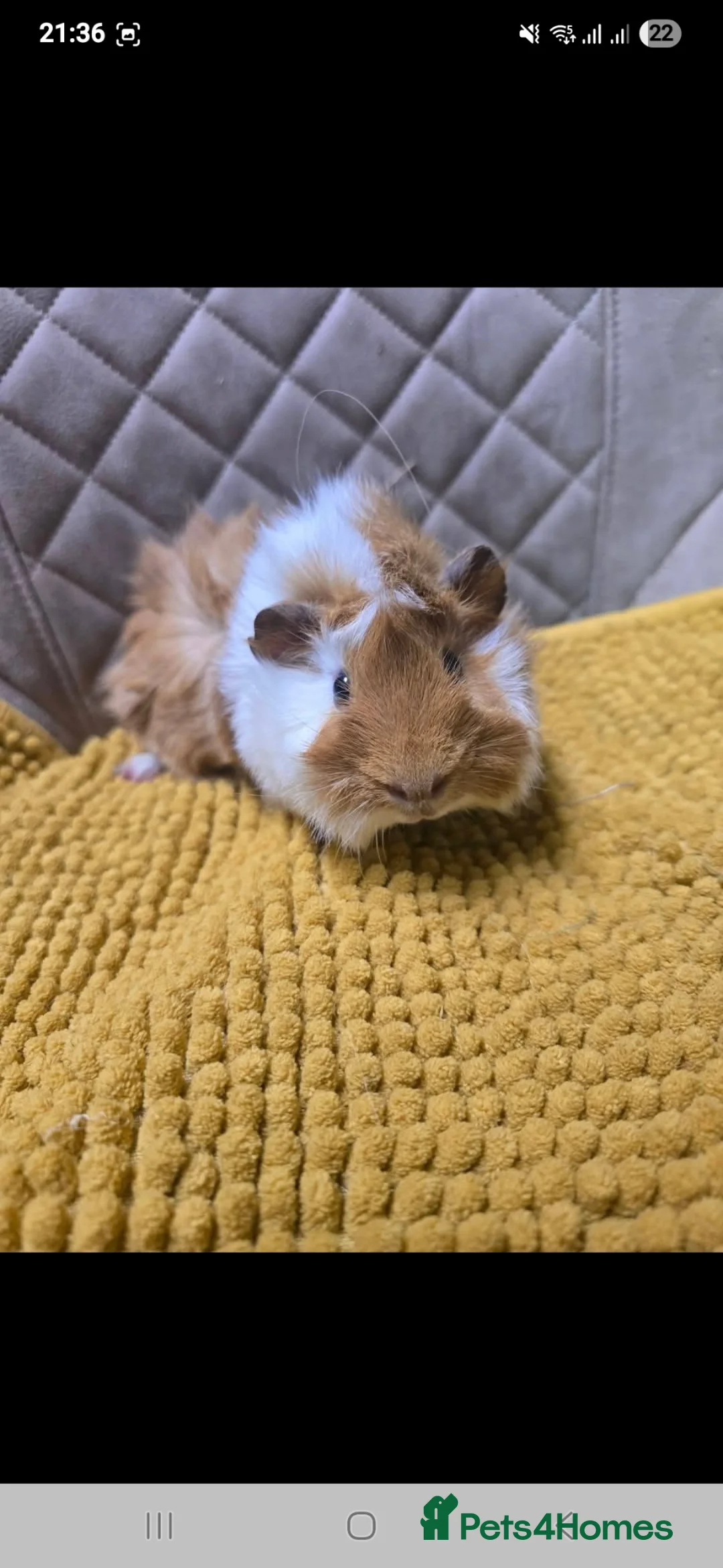Guinea Pig rodents for sale: Rescue Rehome trio of boys bonded guinea pigs  - Advert 2