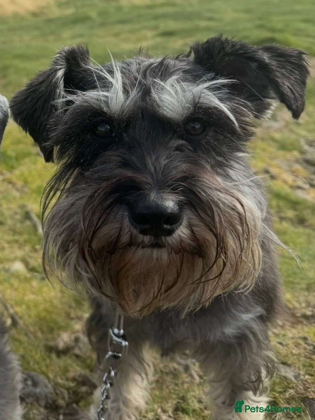 Miniature Schnauzer dogs for sale: 2 Beautiful KC Reg miniature schnauzer litters.  - Advert 2