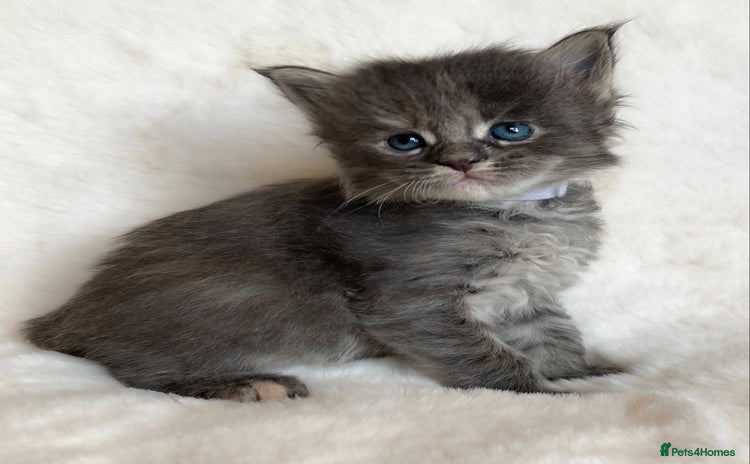 Maine Coon cats GCCF Russian line Maine Coon Kittens - 3 girls - Advert 7