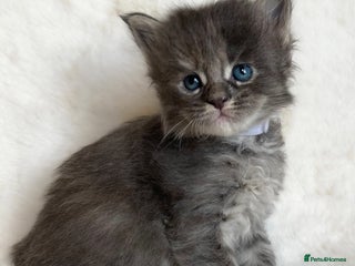 Maine Coon cats GCCF Russian line Maine Coon Kittens - 3 girls - Advert 3