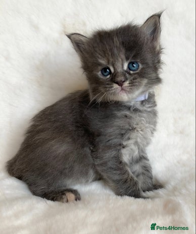 Maine Coon cats GCCF Russian line Maine Coon Kittens - 3 girls - Advert 7