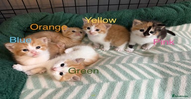 Domestic Shorthair cats - Advert 11