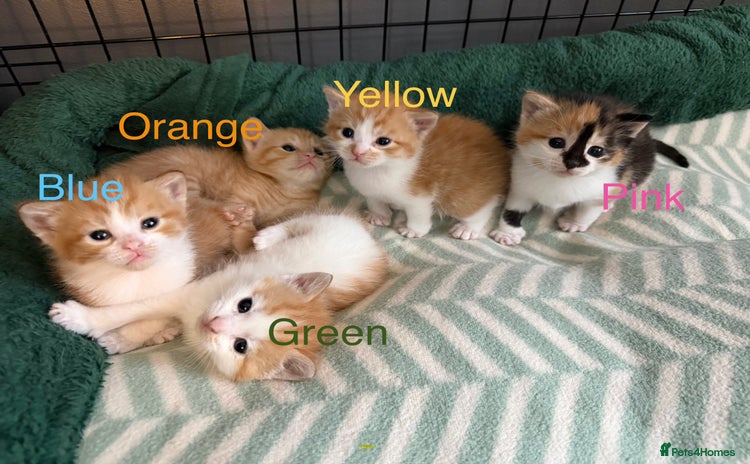 Domestic Shorthair cats - Advert 1