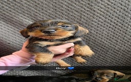 Dachshund dogs for sale: Dachshund wire haired (teckel pups) ✨ - Image 6