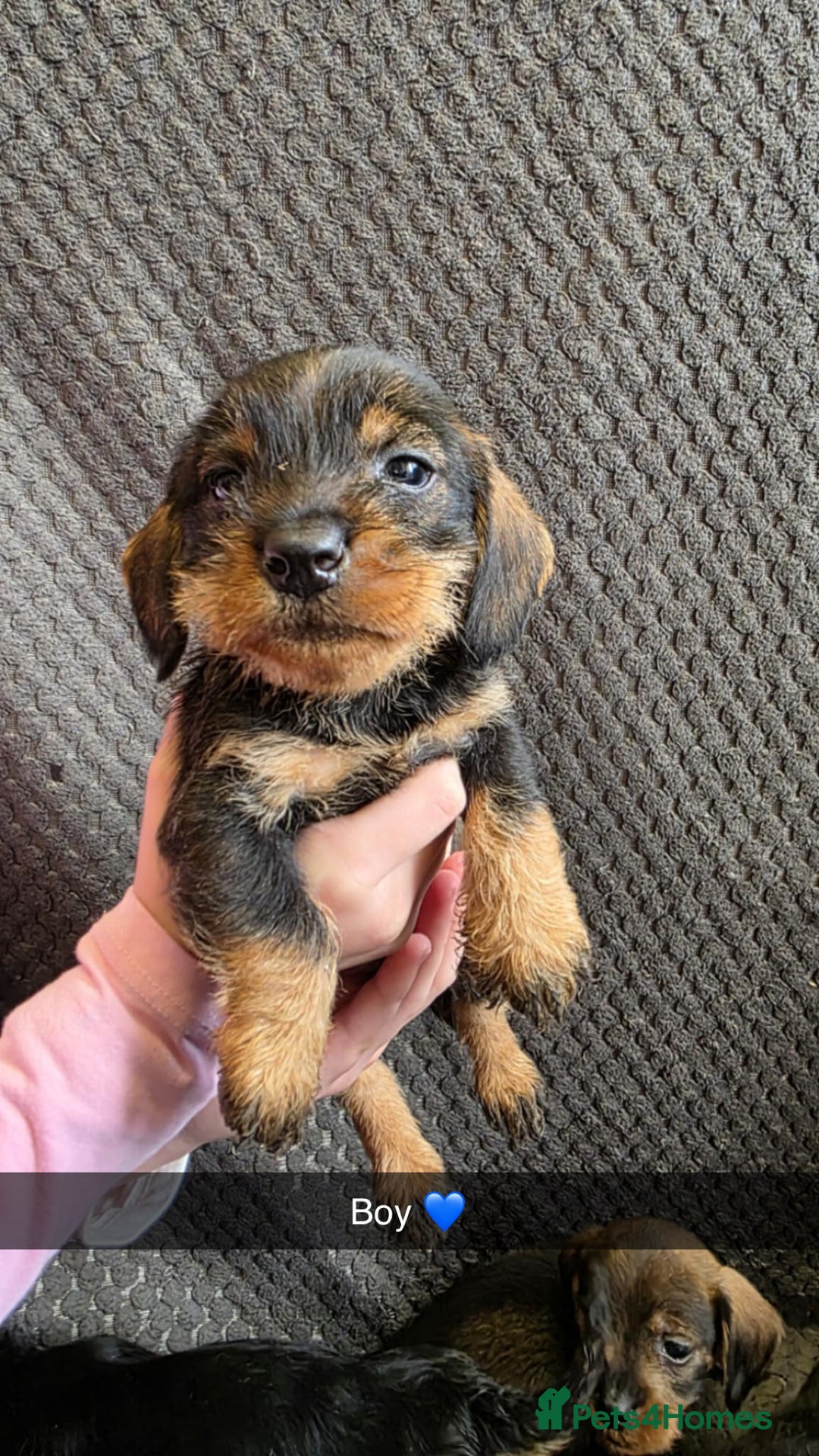 Dachshund dogs for sale: Dachshund wire haired (teckel pups) ✨ - Image 6
