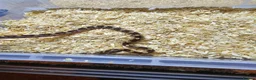 Corn Snake reptiles for sale: Corn snake  in Leicester - Advert 3