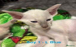 Siamese cats for sale: ✨Gorgeous GCCF registered kittens✨ - Image 20