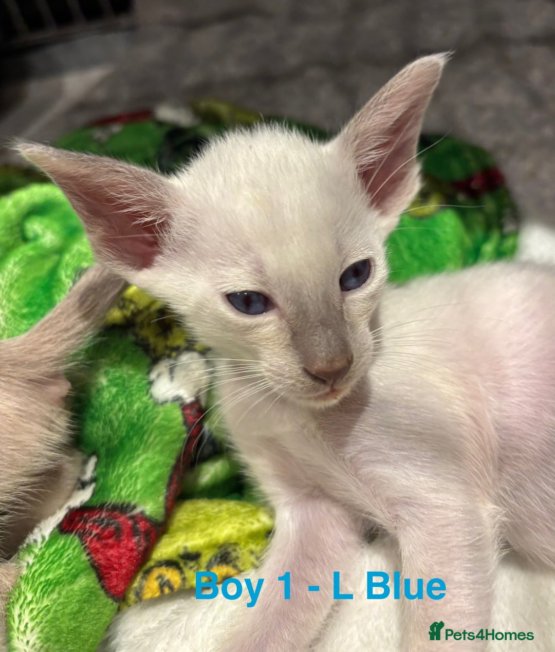 Siamese cats for sale: ✨Gorgeous GCCF registered kittens✨ - Image 20
